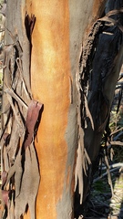 Eucalyptus froggattii