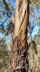 Eucalyptus froggattii