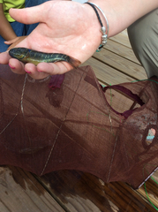 Dormitator maculatus