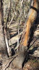 Eucalyptus froggattii