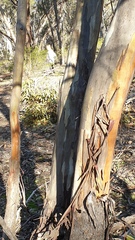 Eucalyptus froggattii