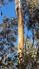 Eucalyptus froggattii