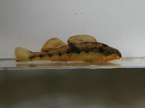 Saffron Darter