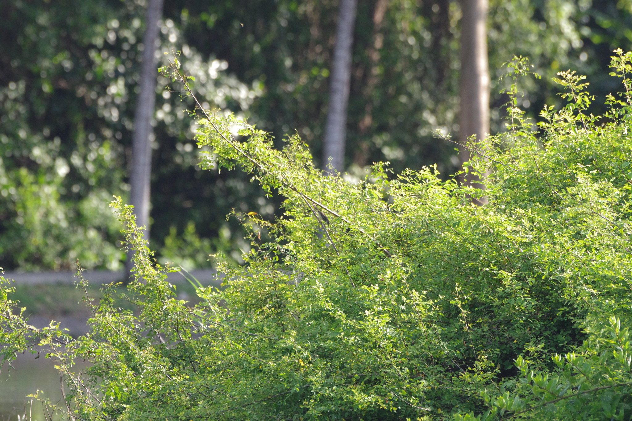 Bar-winged Prinia (Prinia familiaris), photo 1