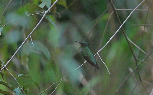 Crimson Topaz (Topaza pella), photo 3