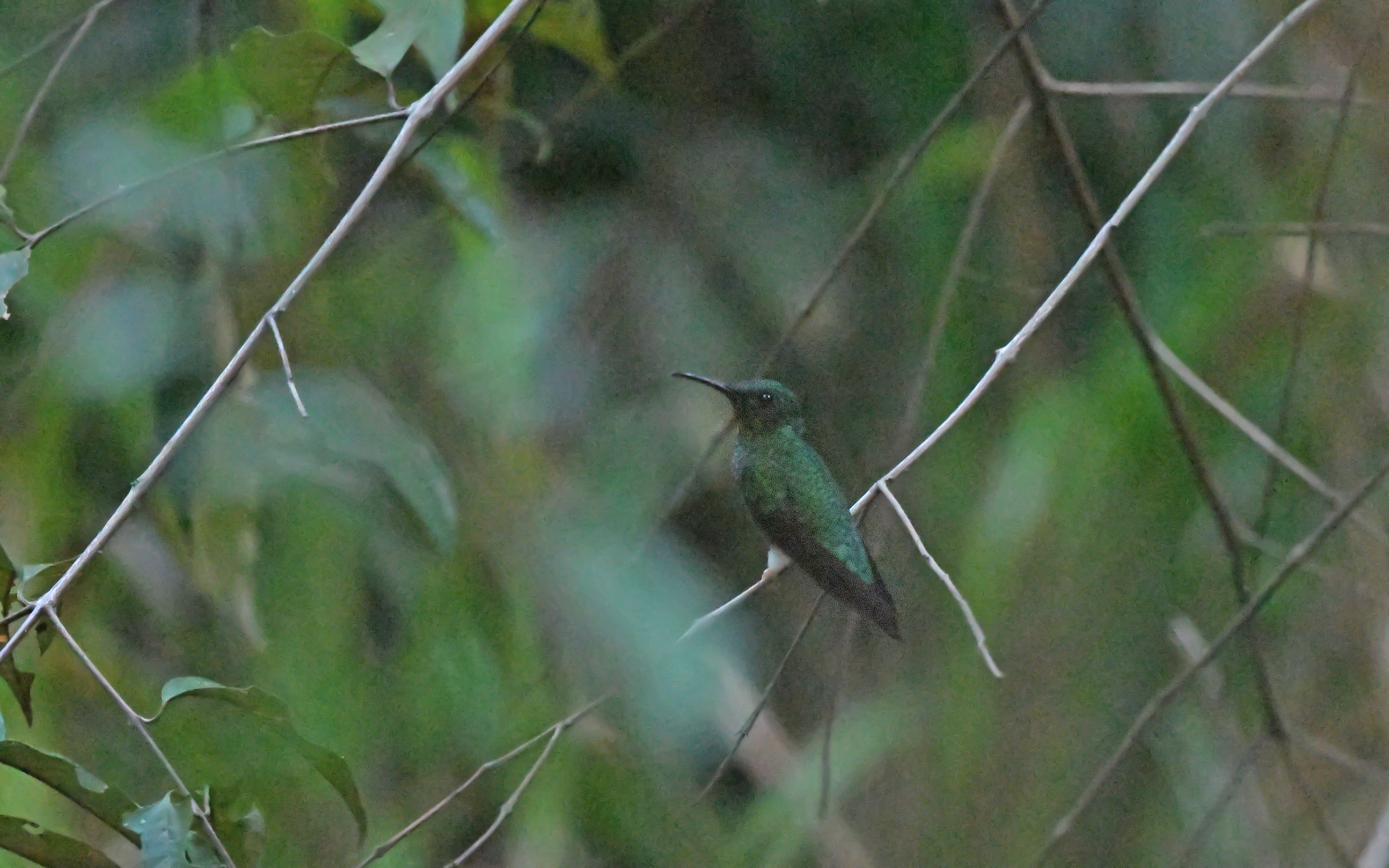 Crimson Topaz (Topaza pella), photo 2