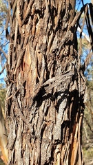Eucalyptus froggattii