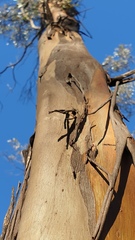 Eucalyptus froggattii