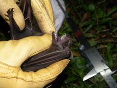 Artibeus jamaicensis