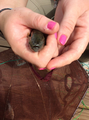 Dormitator maculatus