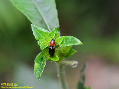 Ludioschema obscuripes