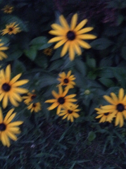 Rudbeckia hirta pulcherrima