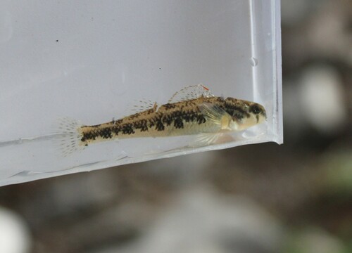 Kentucky darter (Etheostoma rafinesquei) — Percidae — 5