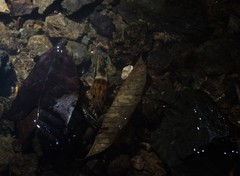 Macrobrachium americanum