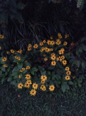 Rudbeckia hirta pulcherrima