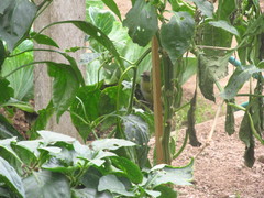 Chlorospingus semifuscus
