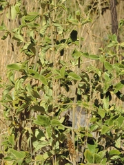 Vangueria vestita