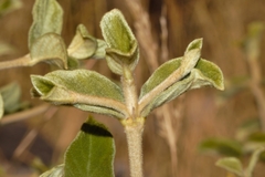 Vangueria vestita