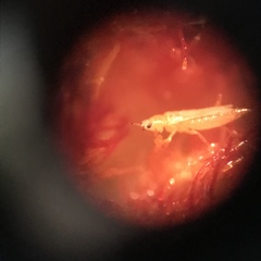Thrips palmi