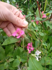 Clarkia unguiculata