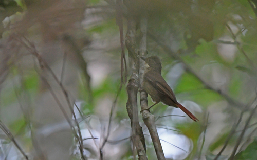 Para Foliage-gleaner (Automolus paraensis)