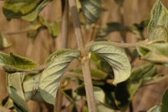 Vangueria vestita