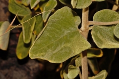 Vangueria vestita