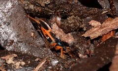 Ectomocoris ornatus