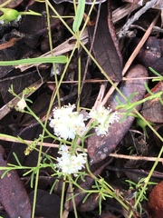Polygonum dentoceras