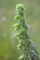 Aceria echii