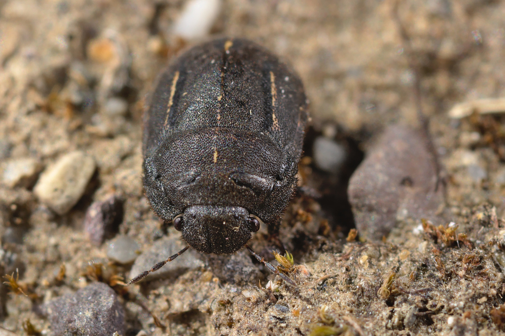 Greater Streaked Shieldbug