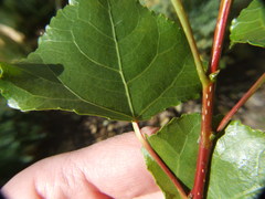 Populus nigra