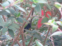 Spinus xanthogastrus