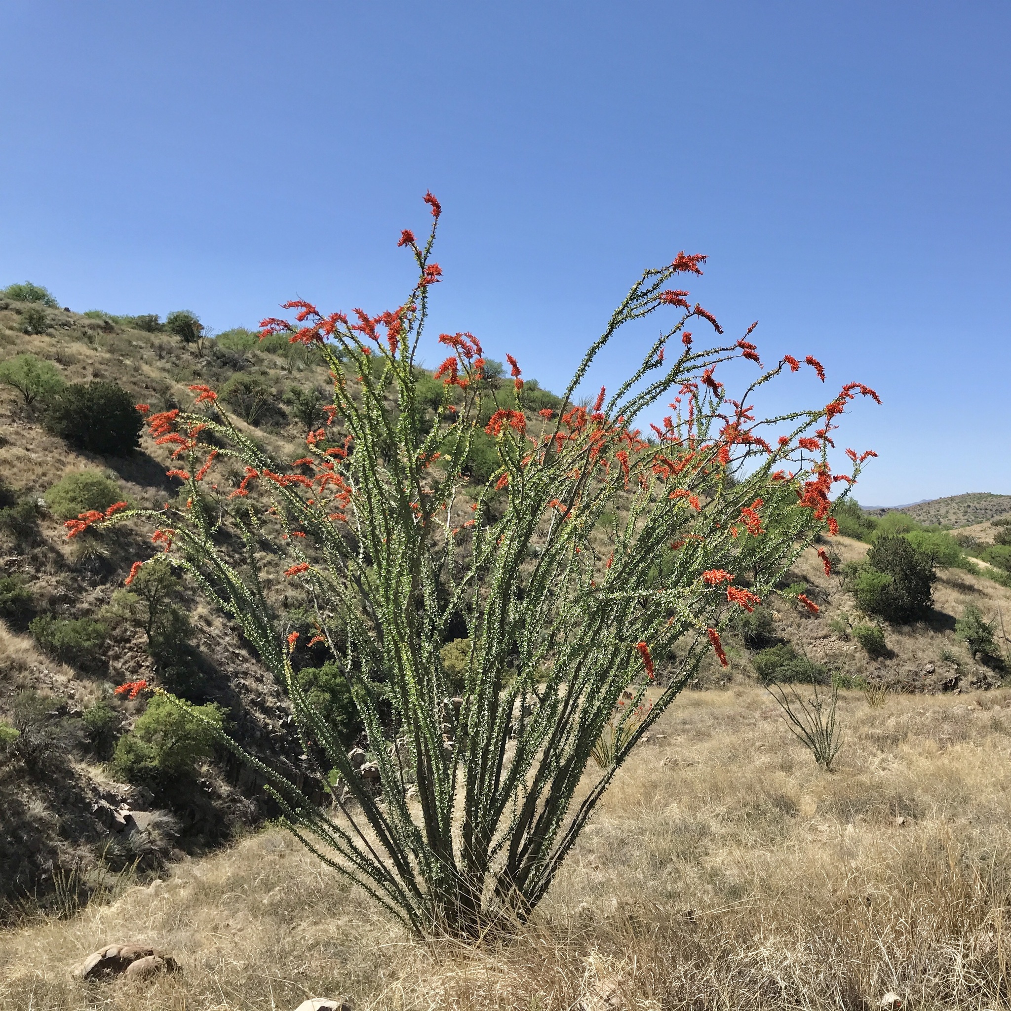Fouquieria splendens