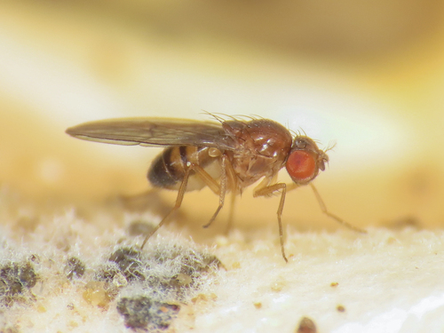 Drosophila testacea