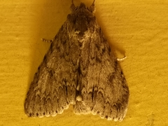 Acronicta americana