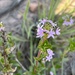 Otiophora calycophylla verdcourtii - Photo (c) Troos van der Merwe, some rights reserved (CC BY-NC), uploaded by Troos van der Merwe