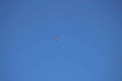 Falconiformes