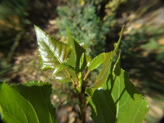 Populus nigra