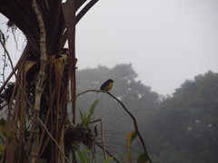 Euphonia xanthogaster