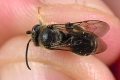 Macropis europaea