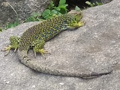 Timon lepidus ibericus