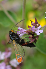 Synanthedon formicaeformis