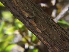 Populus nigra