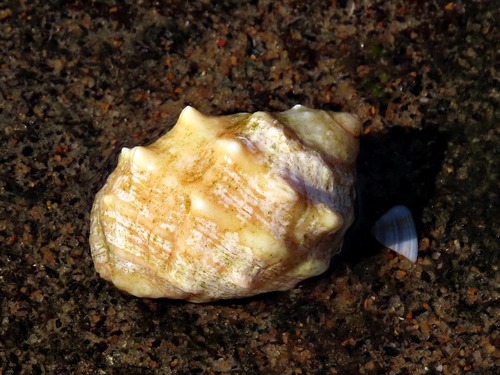 Mancinella echinulata, 2024-10-14