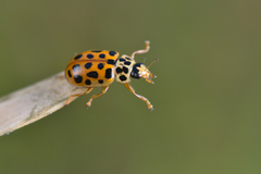 Anisosticta novemdecimpunctata