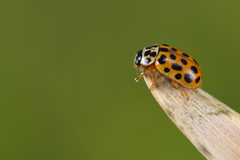 Anisosticta novemdecimpunctata