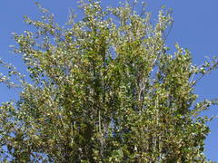 Populus nigra