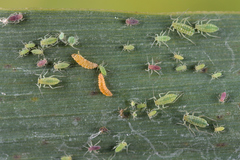 Aphidoletes
