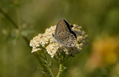 Plebejus bellieri